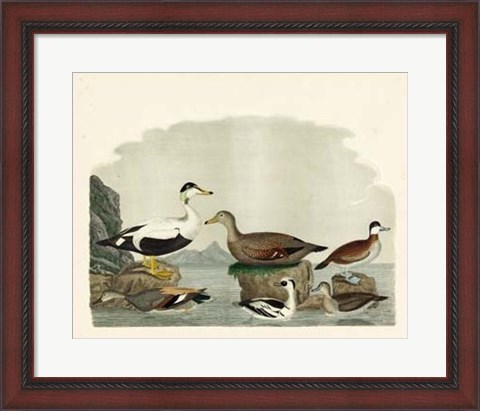 Framed Duck Family I Print