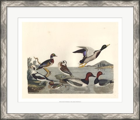 Framed Duck Family II Print