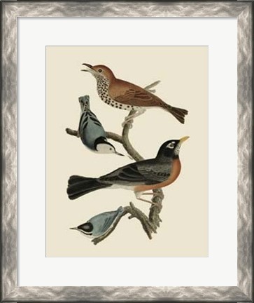 Framed Bird Family I Print