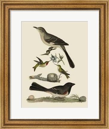 Framed Bird Family V Print