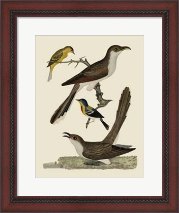Framed Bird Family VI Print