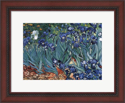 Framed Irises in the Garden, Saint-Remy, c.1889 Print