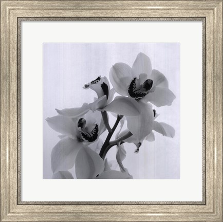 Framed Orchid Spray II Print