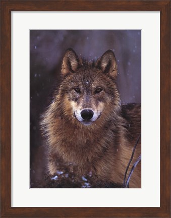 Framed Woodland Pride, Montana Print
