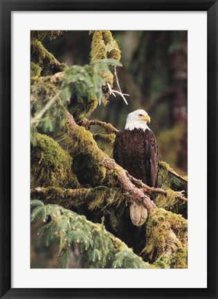 Framed Silent Sentinel, Alaska Print