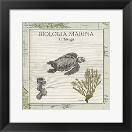 Framed Biologia Marina IV Print