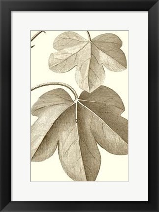 Framed Cropped Sepia Botanical III Print