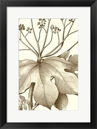 Framed Cropped Sepia Botanical VI Print