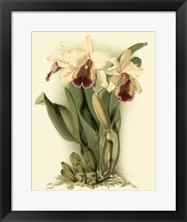 Framed Dramatic Orchid II Print