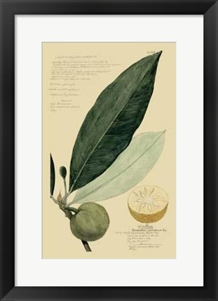Framed Descubes Tropical Fruits III Print