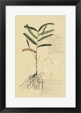 Framed Descubes Tropical Grasses II Print