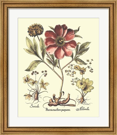 Framed Framboise Floral I Print