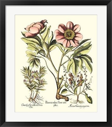 Framed Framboise Floral II Print