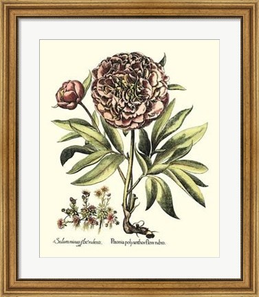 Framed Framboise Floral III Print
