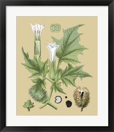 Framed Ivory Blooms II Print