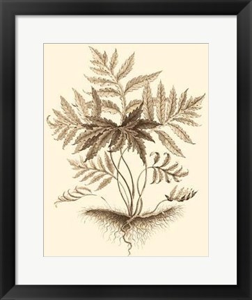 Framed Sepia Munting Foliage IV Print