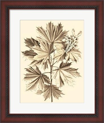 Framed Sepia Munting Foliage V Print