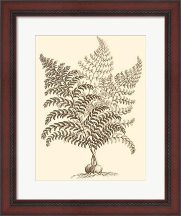 Framed Sepia Munting Foliage VI Print