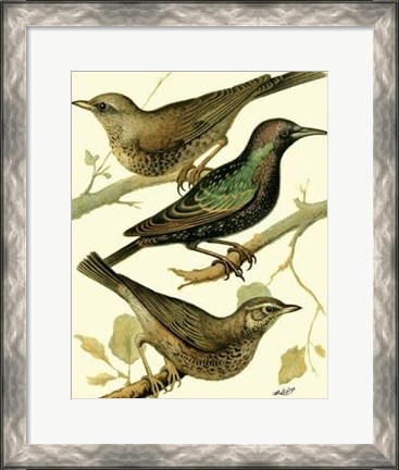 Framed Domestic Bird Family IV Print
