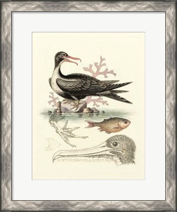 Framed Aquatic Birds I Print