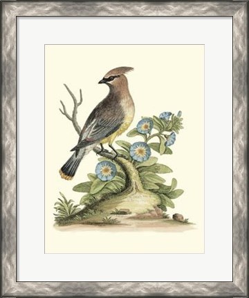 Framed Poised In Nature III Print