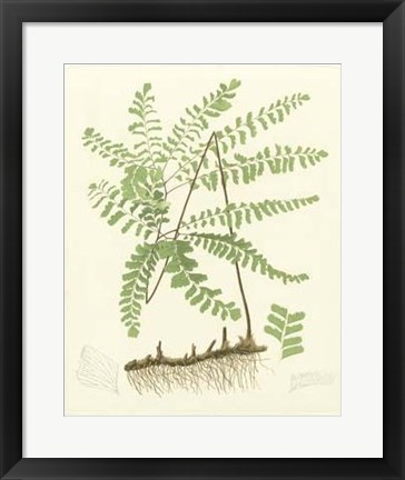 Framed Eaton Ferns II Print