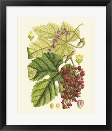 Framed Crimson Berries III Print