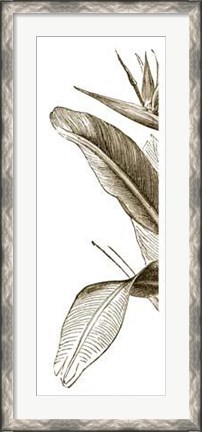 Framed Bird Of Paradise Triptych I Print