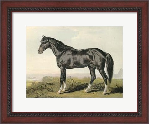 Framed Cassell&#39;s Horse II Print