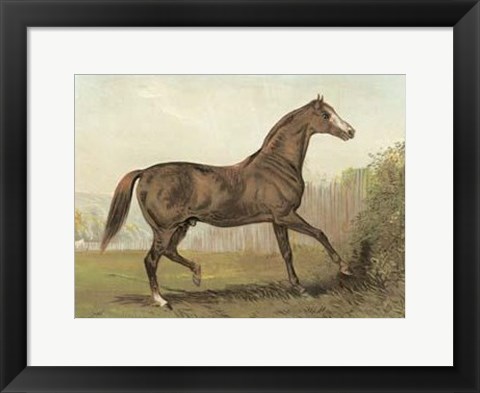 Framed Cassell&#39;s Horse III Print