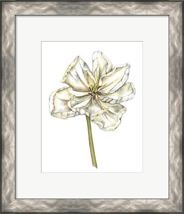 Framed Tulip Beauty II Print