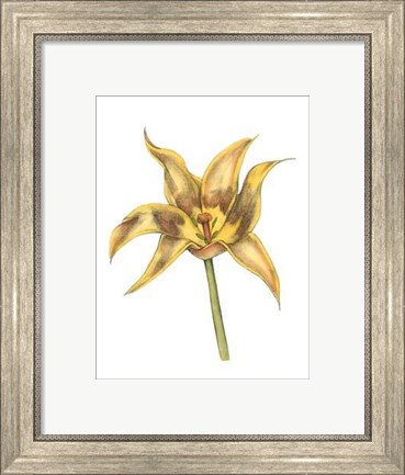 Framed Tulip Beauty VI Print