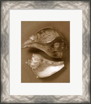 Framed Sensual Shells II Print