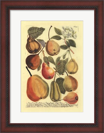 Framed Plentiful Pears II Print