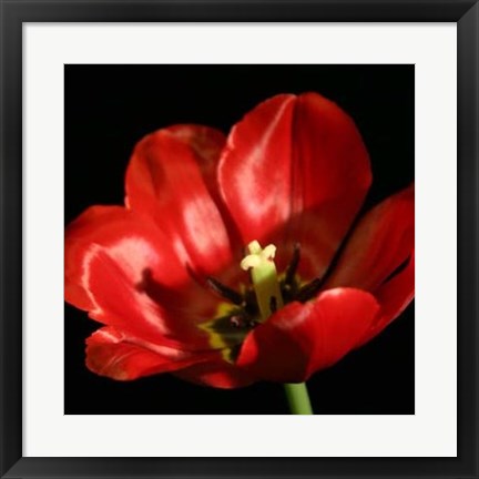 Framed Shimmering Tulips IV Print