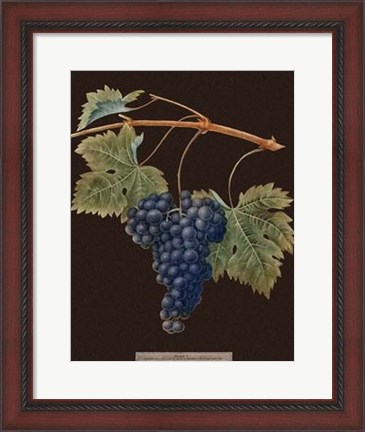 Framed Purple Grapes Print