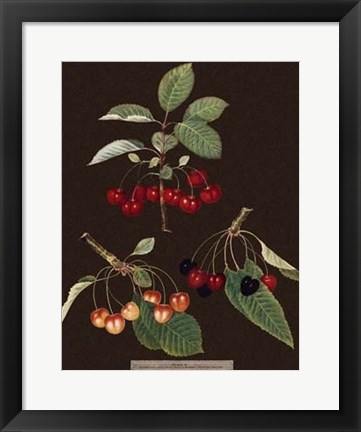 Framed Cherries Print