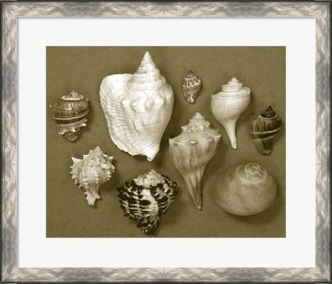 Framed Shell Collector Series I Print