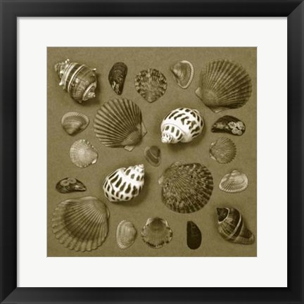 Framed Shell Collector Series V Print