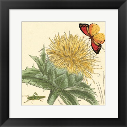 Framed Star Thistle Print