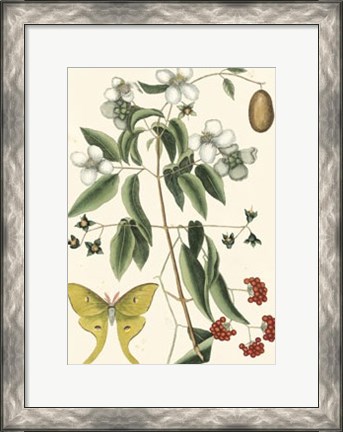 Framed Butterfly and Botanical III Print