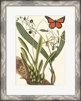 Framed Butterfly and Botanical IV Print