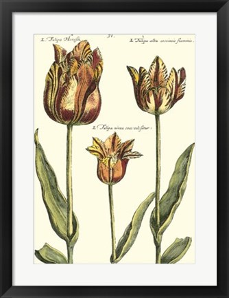 Framed De Passe Tulipa I Print