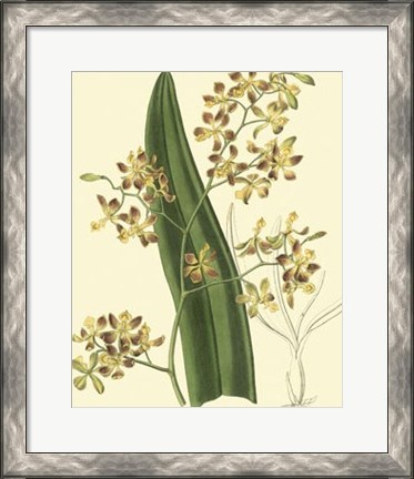 Framed Antique Orchid Study II Print