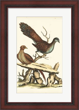 Framed Regal Pheasants I Print