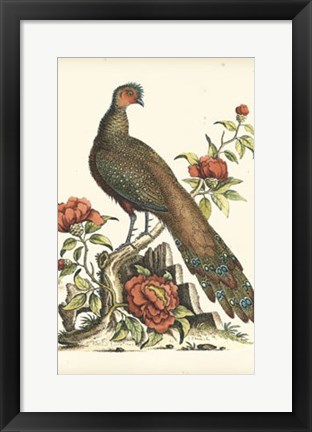 Framed Regal Pheasants III Print