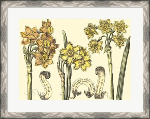 Framed Narcissus in Bloom I Print