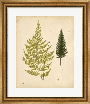 Framed Cottage Ferns I Print