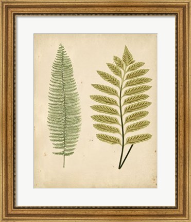 Framed Cottage Ferns II Print