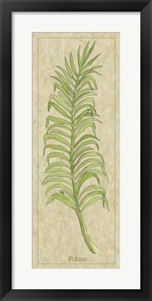 Framed Palmae Leaf Print